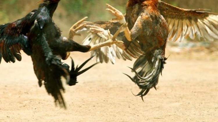 Clique para ampliar Clique para ampliar