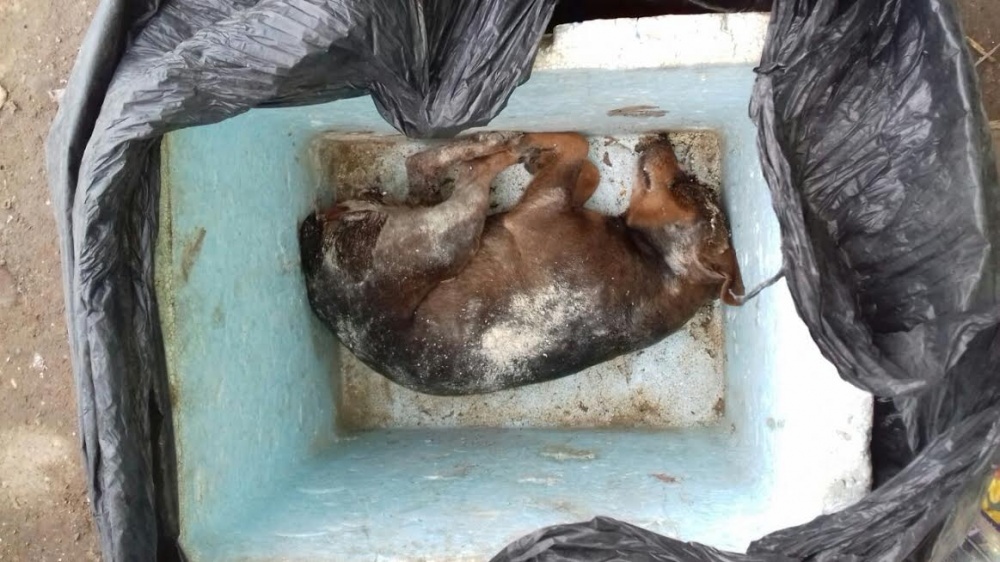 Clique para ampliar Clique para ampliar