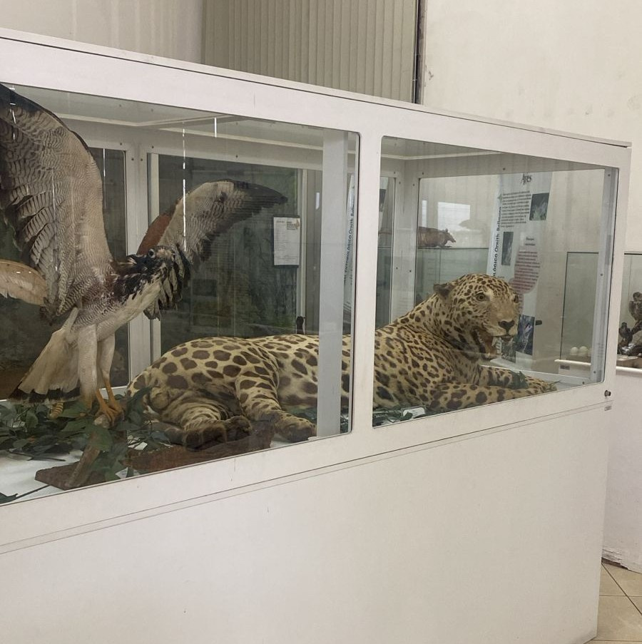 Conheça o Museu Natural Entomológico de São Bento do Sul